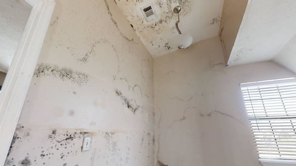 Best Commercial Mold Inspection  in Bear Creek, AL