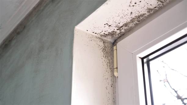 Best Mold Remediation for Vacation Homes  in Bear Creek, AL