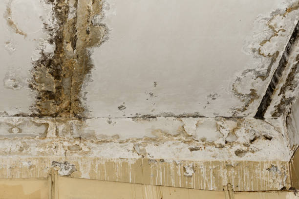 Best Asbestos and Lead Testing During Mold Inspection  in Bear Creek, AL