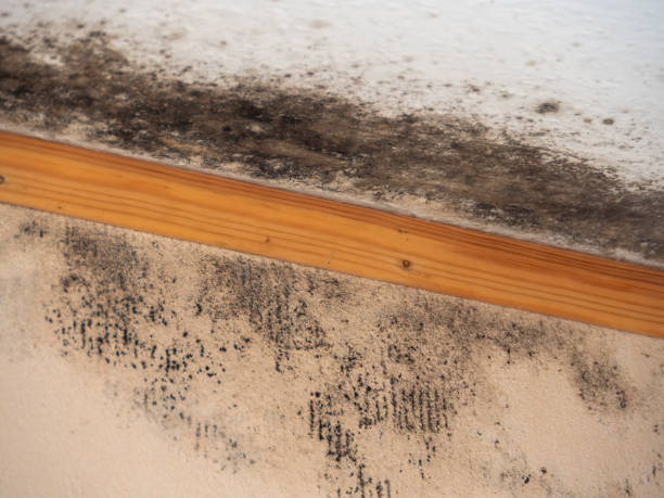 Best Dehumidification Services  in Bear Creek, AL
