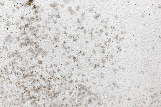 Professional Mold Removal in Bear Creek, AL