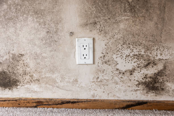 Best Water Damage & Mold Remediation  in Bear Creek, AL